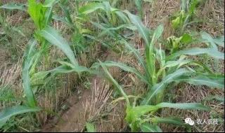 玉米病虫害 玉米病虫害