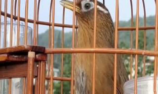 母画眉鸟叫最好的声音 母画眉鸟叫最好的声音